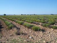 der Lavendel war bereits geerntet