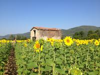 Die Farben der Provence