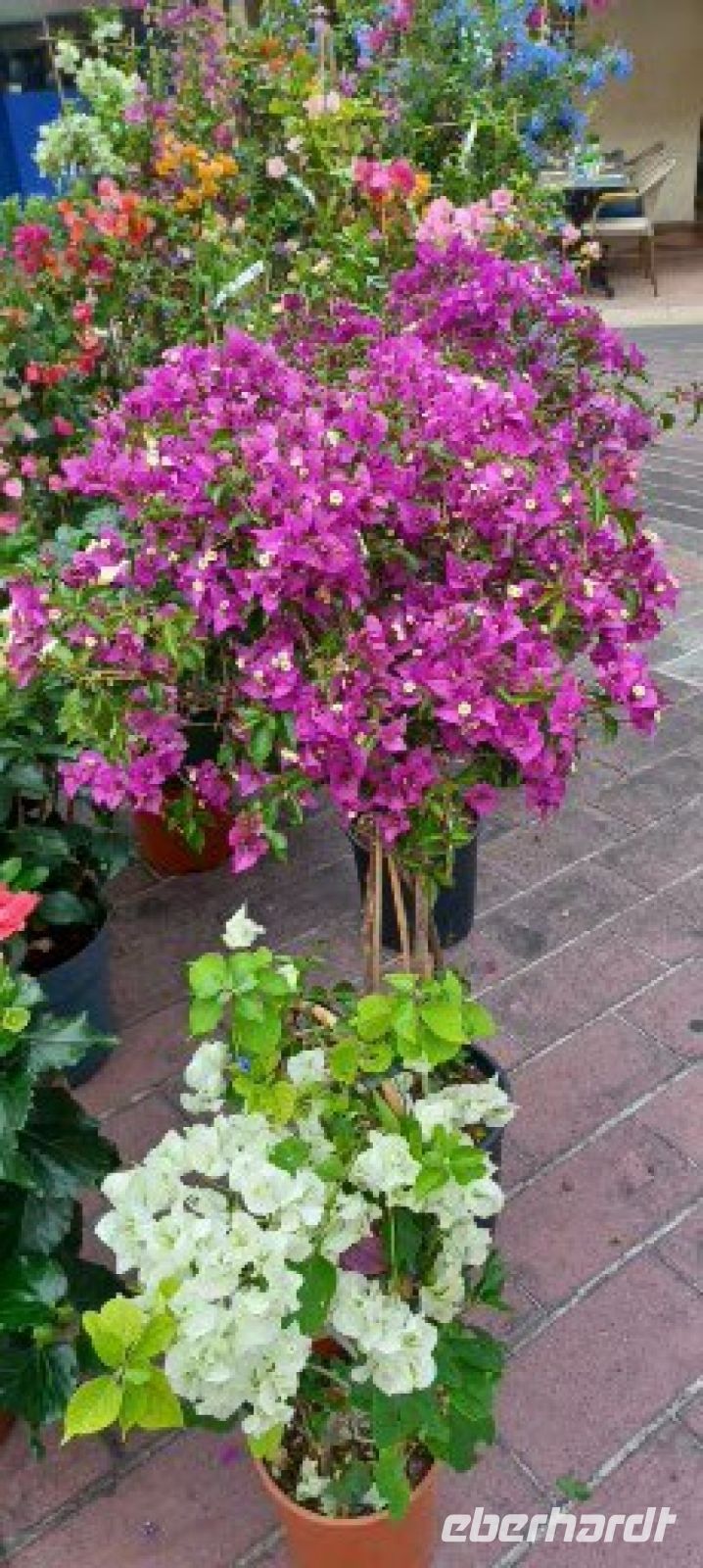 Nizza -Blumenmarkt