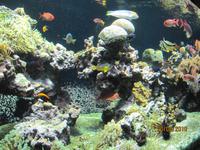Ozeanographisches Museum, noch mehr bunte Fische..