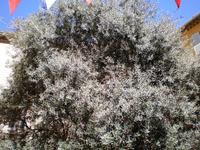 Ältester Baum von Frejus