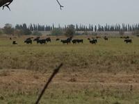 014 Die schwarzen Stiere der Camargue