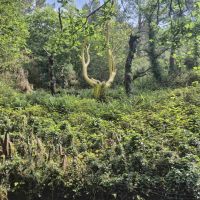 03 Wald von Brocéliande