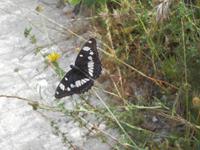 095. Schmetterling in Les Baux