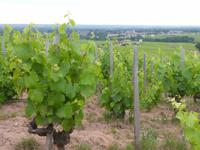 4_Ausflug Weinmuseum (7)