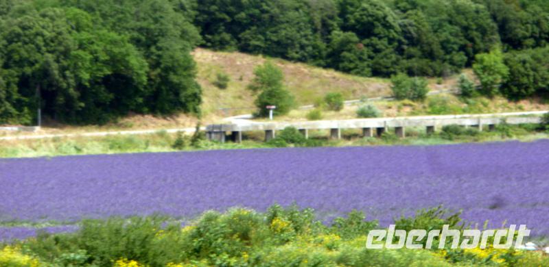 Lavendelfeld 
