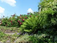 Montmartre- Weinberg