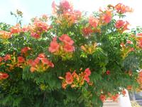 Blütenzauber Camargue 