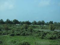 weiße Wilpferde in der Camargue