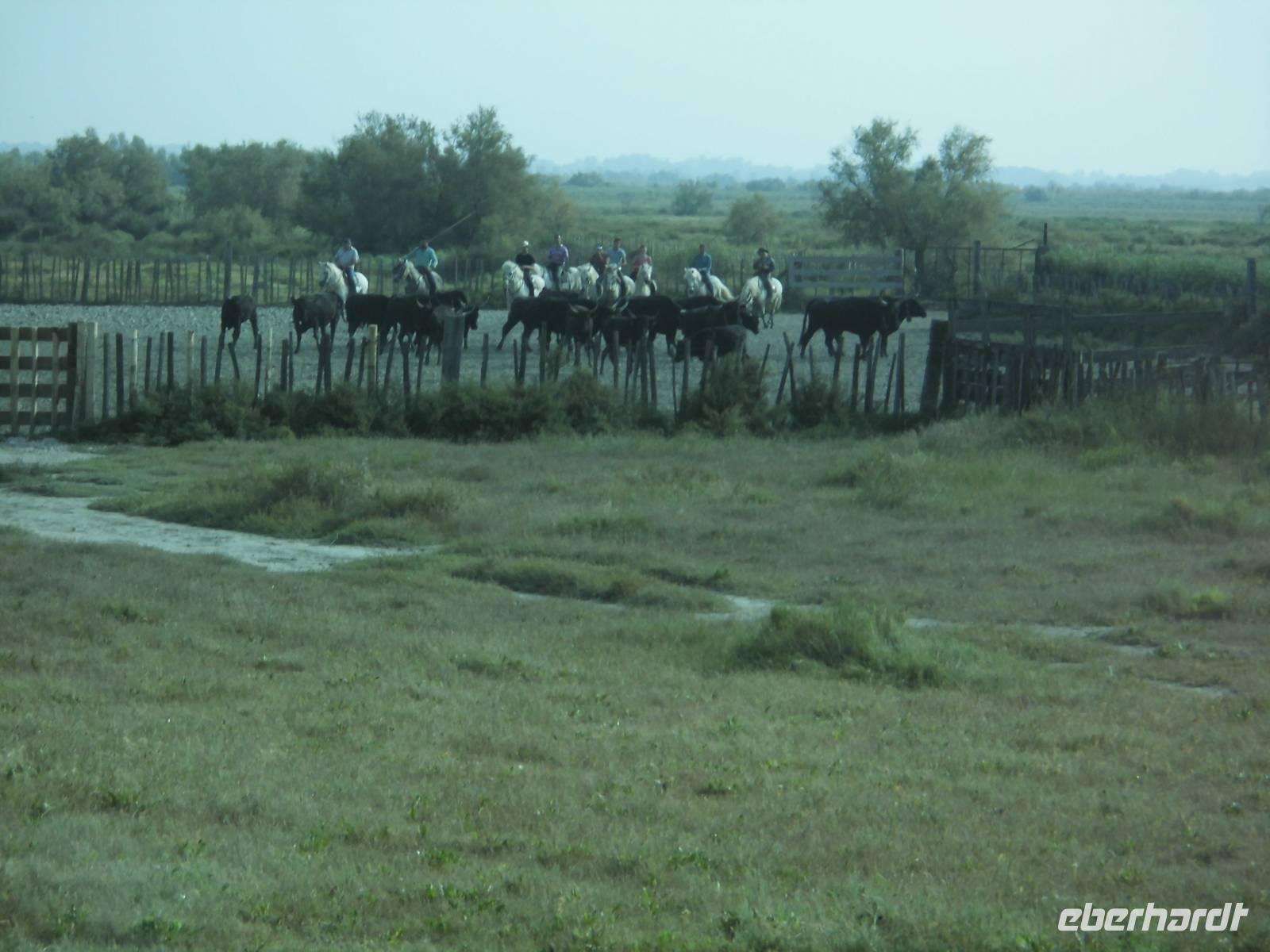 schwarze Stiere im Pferch