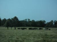 gemeinsam auf der Weide - Stiere und Pferde