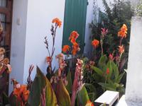 Blumenpracht in der Stadt der Marien