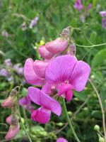 Wickenblüte am Pointe du Raz