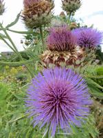 Angers, Details im Schlossgarten