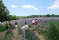 Eberhardt-Gruppe im Lavendelfeld