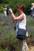 Fotostopp im Lavendelfeld