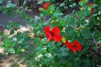 Hibiskusblume Monaco