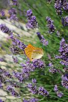 Lavendel und Schmetterling