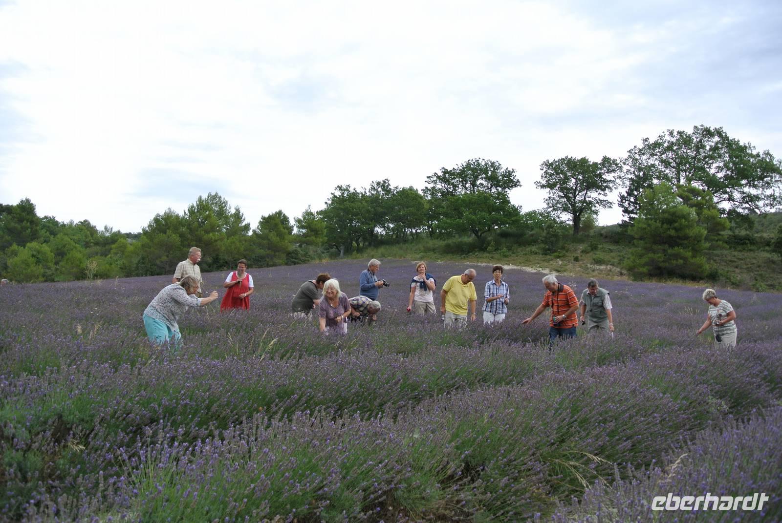 Lavendelfeld im Luberongebirge