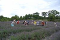 Lavendelfeld im Luberongebirge