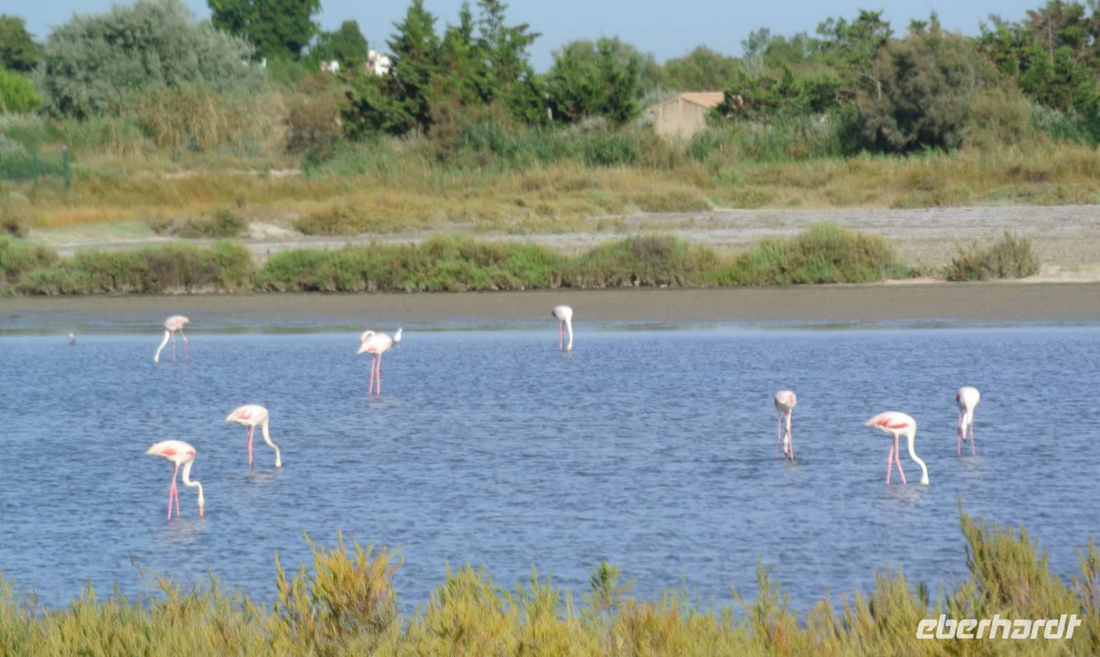 Flamingos in der Camargue