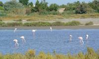 Flamingos in der Camargue