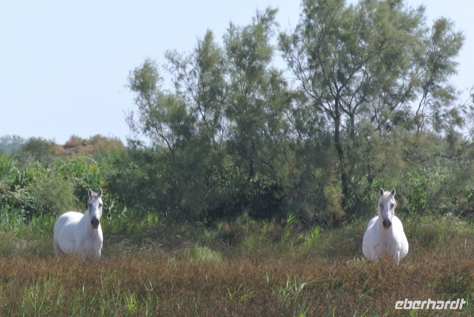 Camergue Pferde
