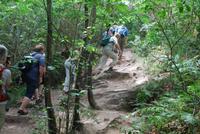 136Im Wald von Brocéliande
