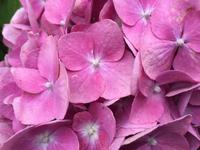 347Hortensien im Hotelgarten