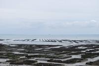500Austernbänke in Cancale mit Mont Saint Michel