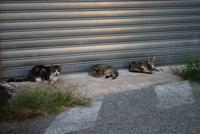 019. Katzen in Le Cannet