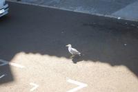 024. Möwe in Cannes