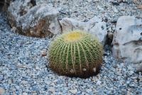 066. Cactus Monte-Carlo