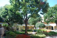 099. Hotel Dieu Arles