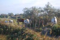147. Camargue-Pferd