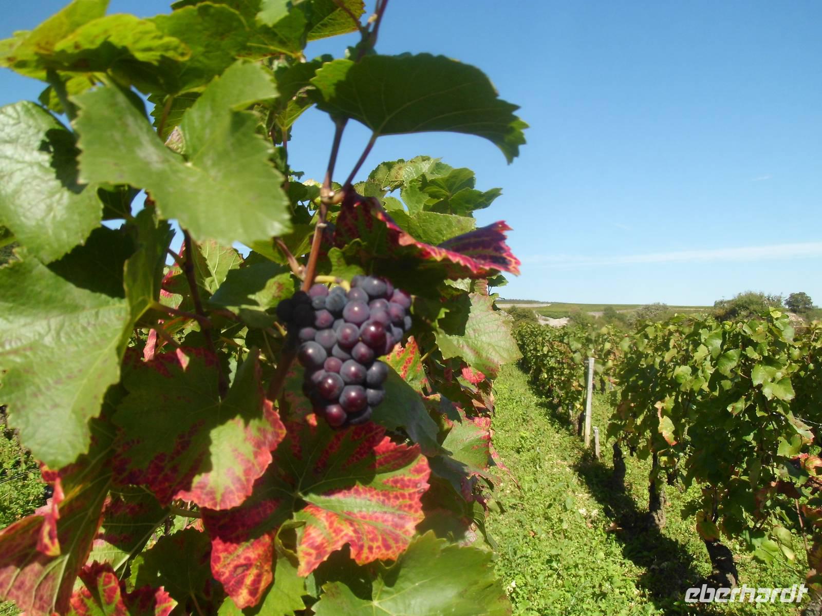 Wein gehört zu Burgund
