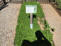 309_Kräutergarten im Kloster Valmagne