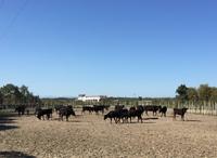 322_Besuch einer Manade