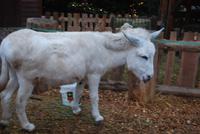 066. Weihnachtsmarkt Obernai