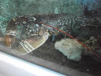 Lebende Hummer im Wasserbassin