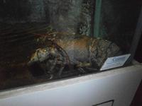 Ein anderes Exemplar davon