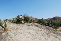 Opuntia ficus-indica