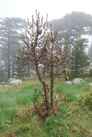 Prozessionsspinne-Neste