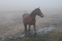 Pferd bei Chrz Pierrot