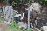 Pferd bei Serra-di-Scopamène
