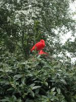 Champrepus Parc Paysager et Zoologique