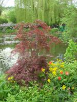 Giverny Fondation Claude Monet Wassergarten