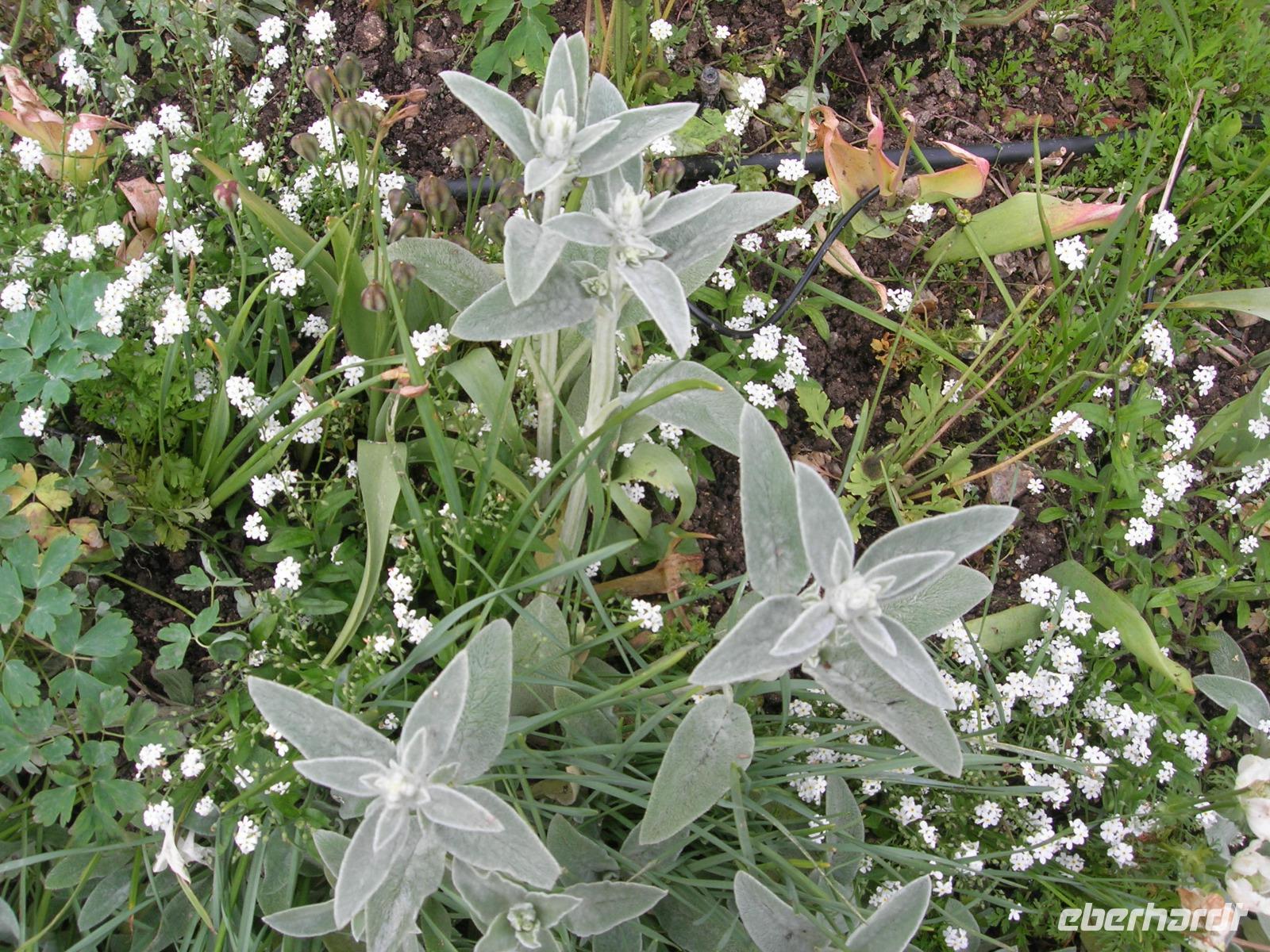Giverny Fondation Claude Monet Hausgarten Detail