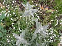 Giverny Fondation Claude Monet Hausgarten Detail