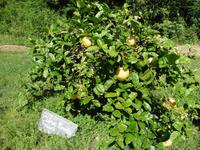 Garten der Distillerie für ätherische Öle